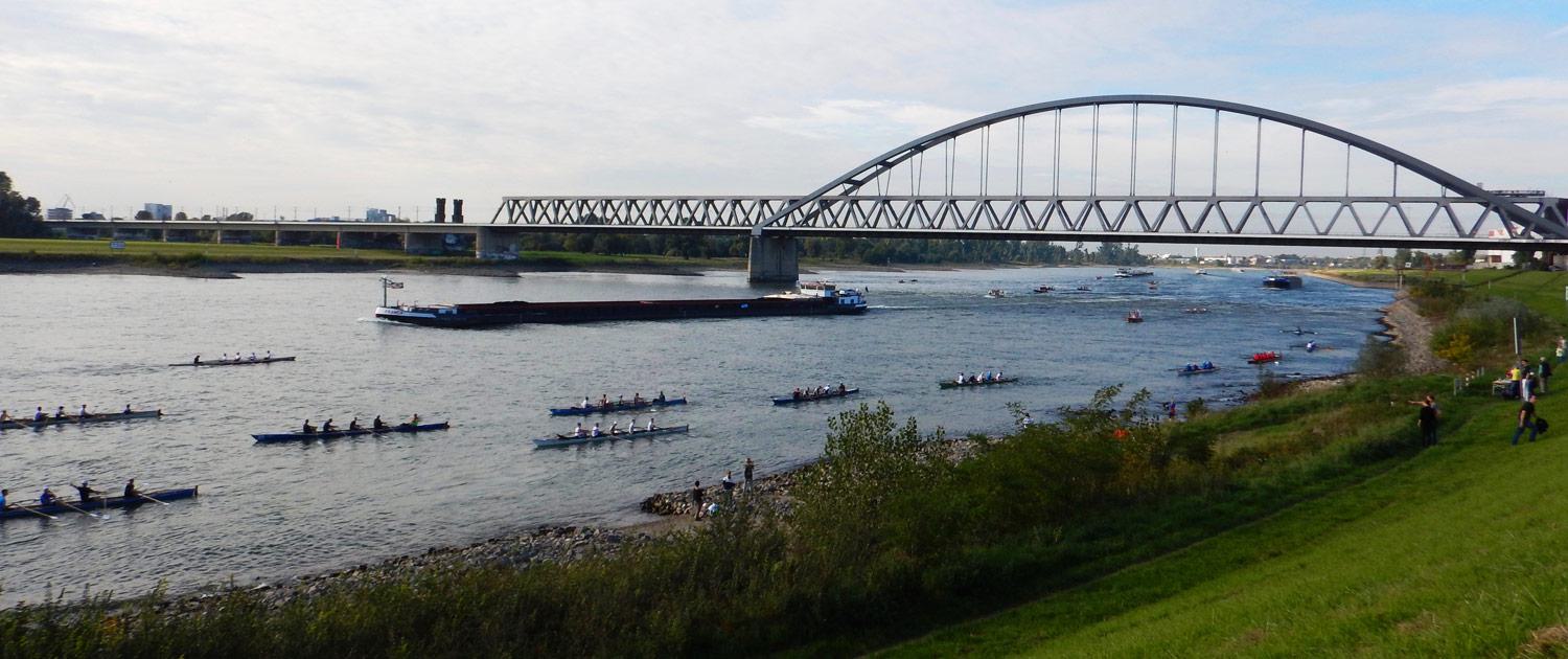 Mehrere Ruderboote auf dem Rhein bei Düsseldorf während des Rhein-Marathon am 3. Oktober 2015