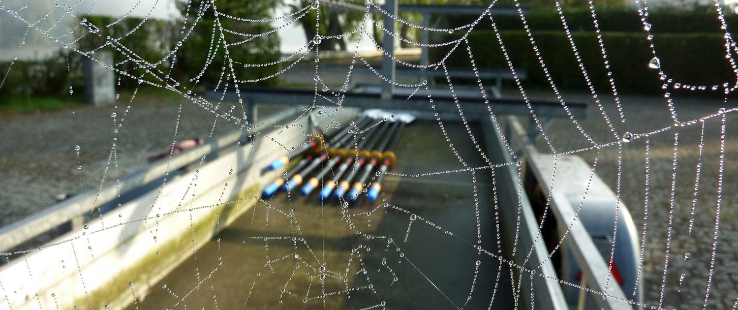 Ein mit Frühtau benetztes Spinnennetz am MRG-Hänger, in dem Skulls lagern