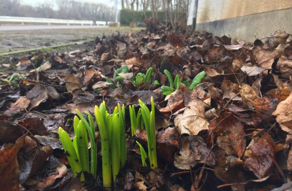 Knospen im Boden – Frühling in der MRG