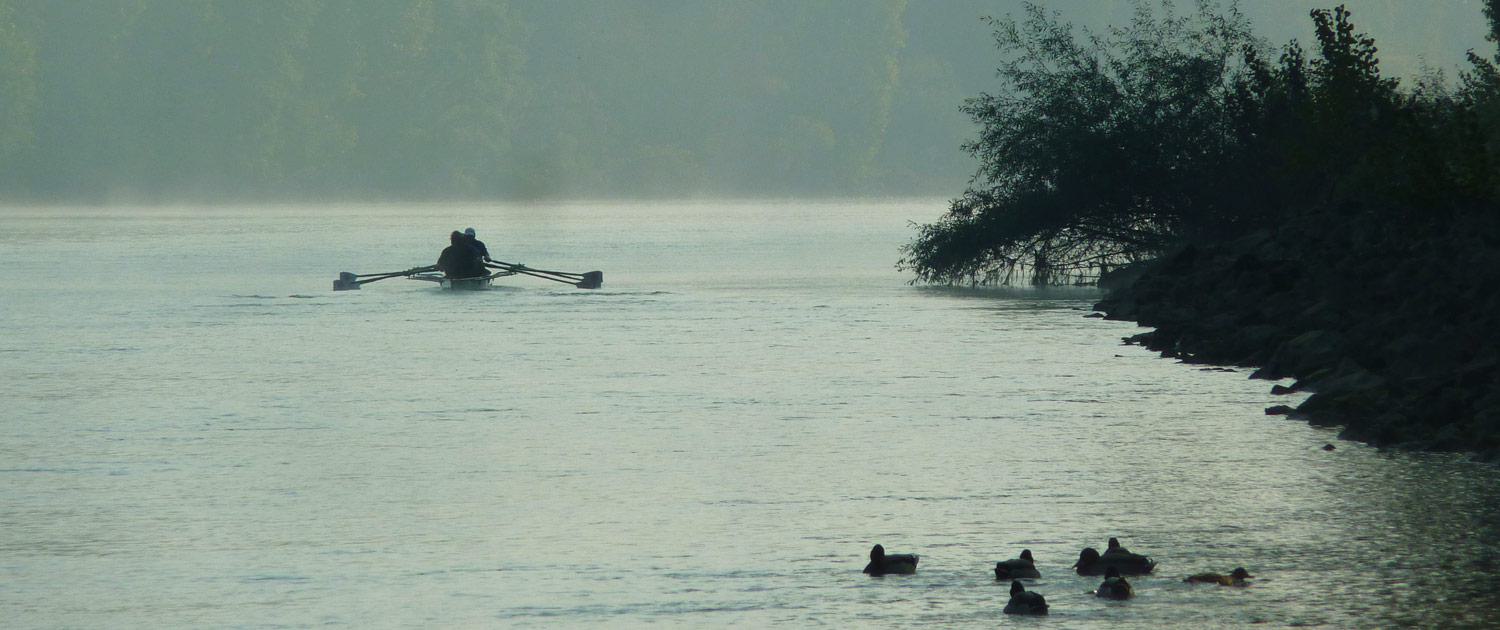 Ruderer rudern am Morgen des 3. Oktober 2014 auf der Wachsbleiche, einem Nebenarm des Rheins und Ruderrevier der Mainzer Ruder-Gesellschaft von 1898