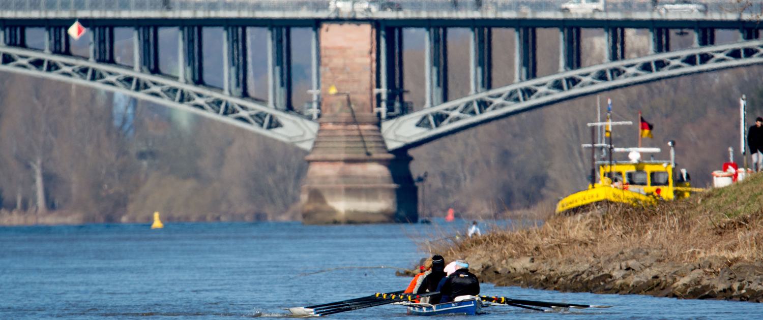 Rudern auf dem Rhein bei Mainz